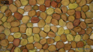 column seed