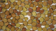 column seed