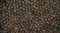 seed