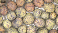 column seed