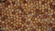 seed