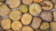 column seed