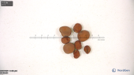 column seed