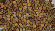 seed