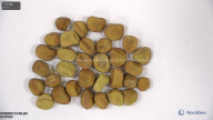 column seed