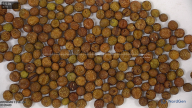 seed