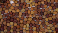 seed