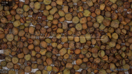 seed