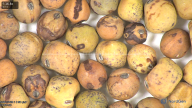 column seed