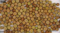 seed
