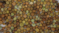 seed