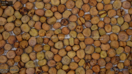 seed