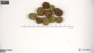 column seed