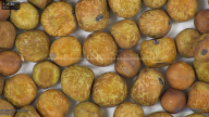 column seed