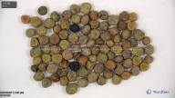 column seed