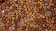seed