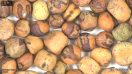 column seed