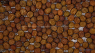 seed
