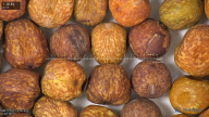 column seed