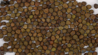 seed
