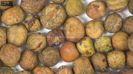column seed