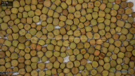 seed