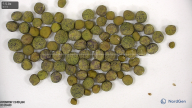 seed