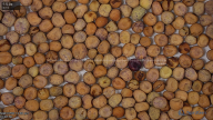 seed