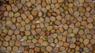 seed