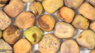 column seed