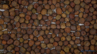 seed