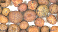 column seed
