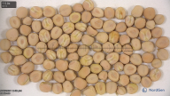 column seed