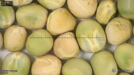 column seed