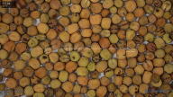 seed
