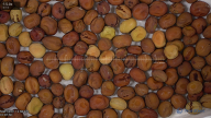 seed