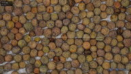 seed
