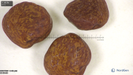 column seed