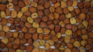 seed