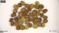 column seed