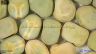 column seed