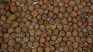 seed