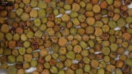 seed
