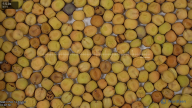 seed