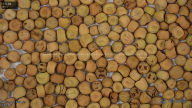 seed