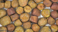 column seed