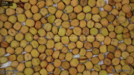 seed