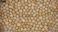 seed