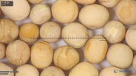 column seed