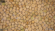 seed